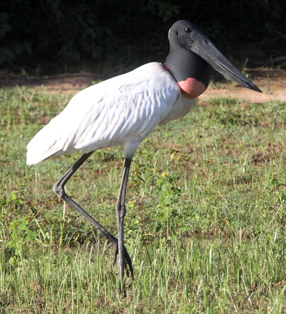 jabiru